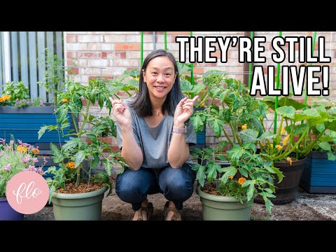 My Plants are
