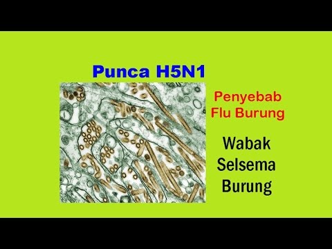 Video: Burung Yang Dijangkiti Saling Menghindar - Penularan Selsema Burung