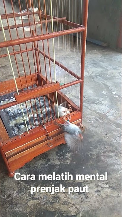 cara melatih mental prenjak paut