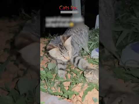 Funniest Cat 🐈‍⬛ #trending 🐱 #CatsInc Ep 6588