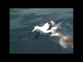 ワタリアホウドリ（1）鳴き声（シドニー沖） - Wandering Albatross - Wild Bird - 野鳥 動画図鑑