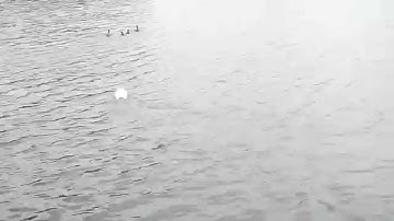 Радиоуправляемый катер из потолочки. Arduino