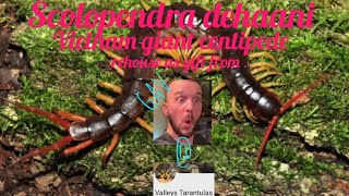 How I Keep Scolopendra Dehaani Rehouse