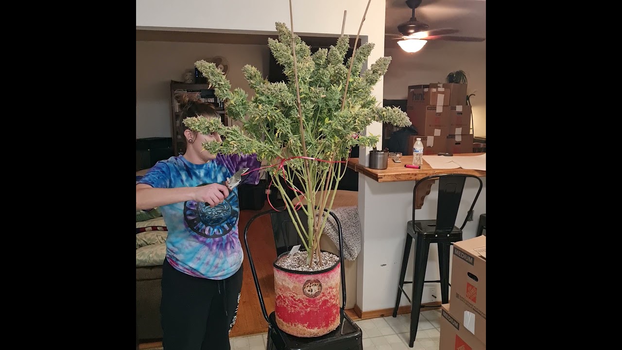 roc dawg Funk got the chop 