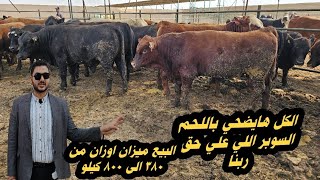 تم فتح باب البيع والحجز المباشر اضاحي العيد من ارض المزرعة عجول بيور سيمنتال ليموزين بيور