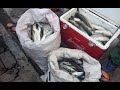 Resep Cara Ampuh Membuat Umpan Ikan Belanak Terbukti