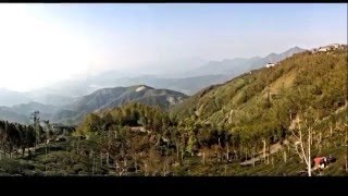 大崙山觀光茶園銀杏森林區(Gingko Forest Region in Dalunshan Sightseeing Tea Plantation)  20160328