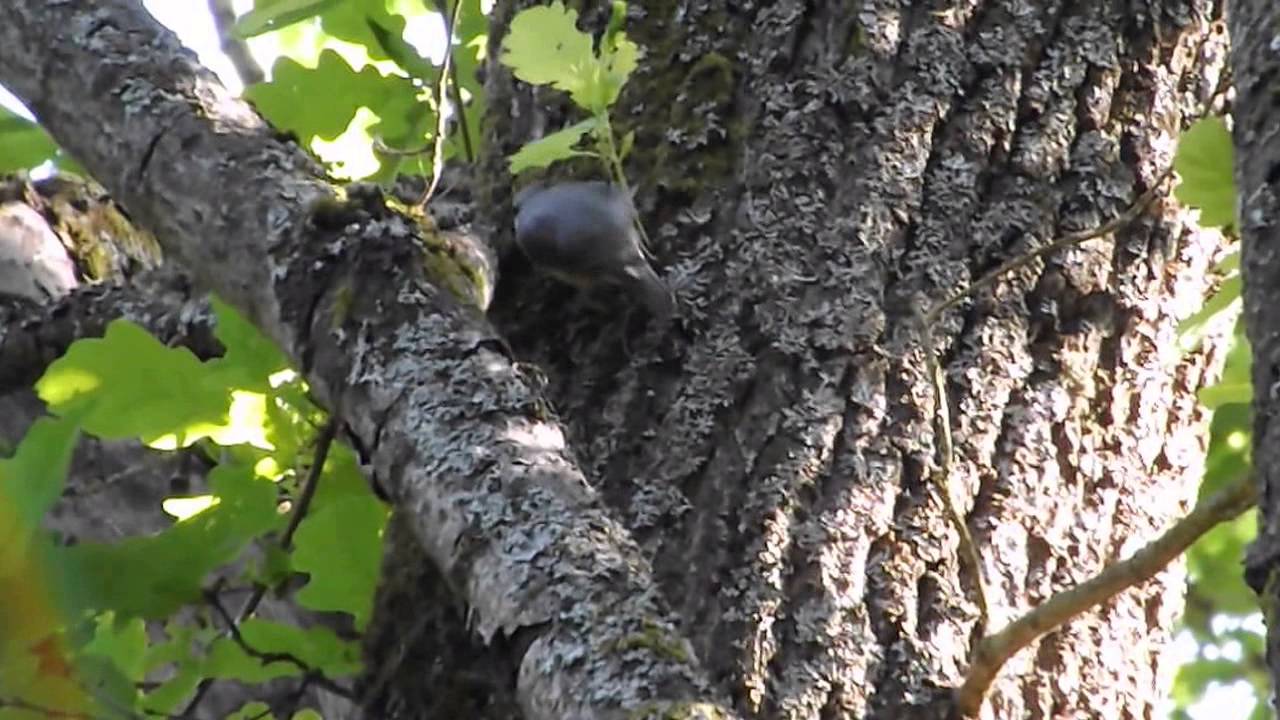 поползень на дубе (Sitta europaea), май 2014 г.