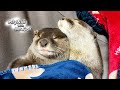 Otter Sleeping Contentedly on the Arm Pillow [Otter Life Day 802]