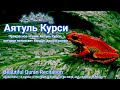 Прекрасное и мелодичное чтение Аятуль Курси, которое успокаивает сердце и умиротворяет разум.
