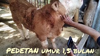 Pedetan super umur 1,5 bulan// Pundong Bantul..