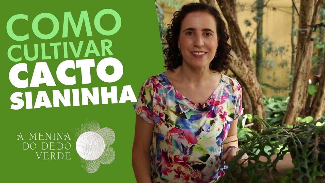 Nô Figueiredo Ensina Como Cultivar Cacto Sianinha