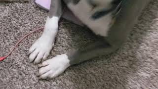 Show me your baby (gentle giant licks baby cat)