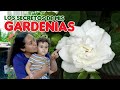 El Secreto 🤫 para cuidar tu Gardenia 🤭🌼😍