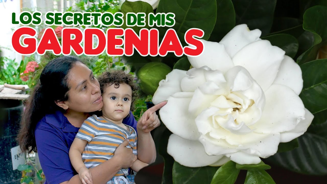 El Secreto 🤫 para cuidar tu Gardenia 🤭🌼😍