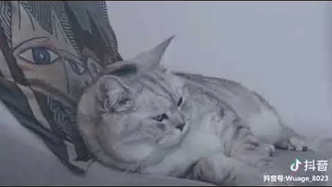 Watch the video about Cat Series