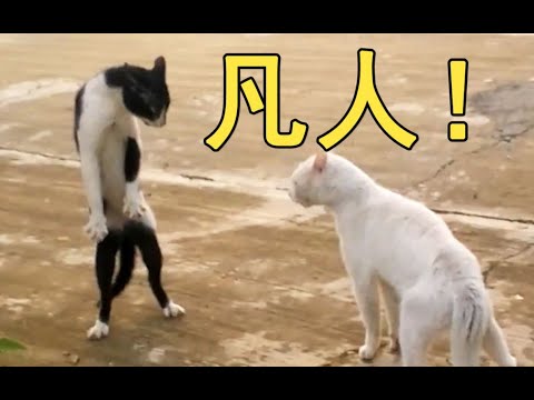 【狂風桑】如果動物中二了開口說話會發生什麼？