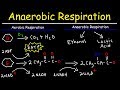 Aerobic vs Anaerobic Respiration - Lactic Acid and Ethanol Fermentation
