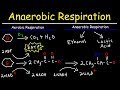Aerobic Versus Anaerobic Respiration: Key Differences and Processes