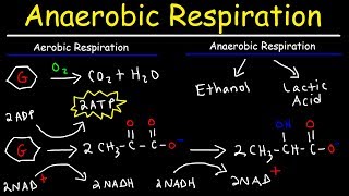 Aerobic vs Anaerobic Respiration - Lactic Acid and Ethanol Fermentation