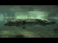 The Evolutionary Journey of Ambulocetus in Aquatic Environments