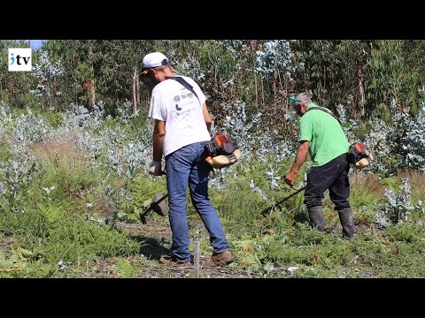 Voluntários limpam mata e travam progresso do eucalipto