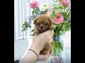 Cute Adorable Teacup Puppies Compilation #2