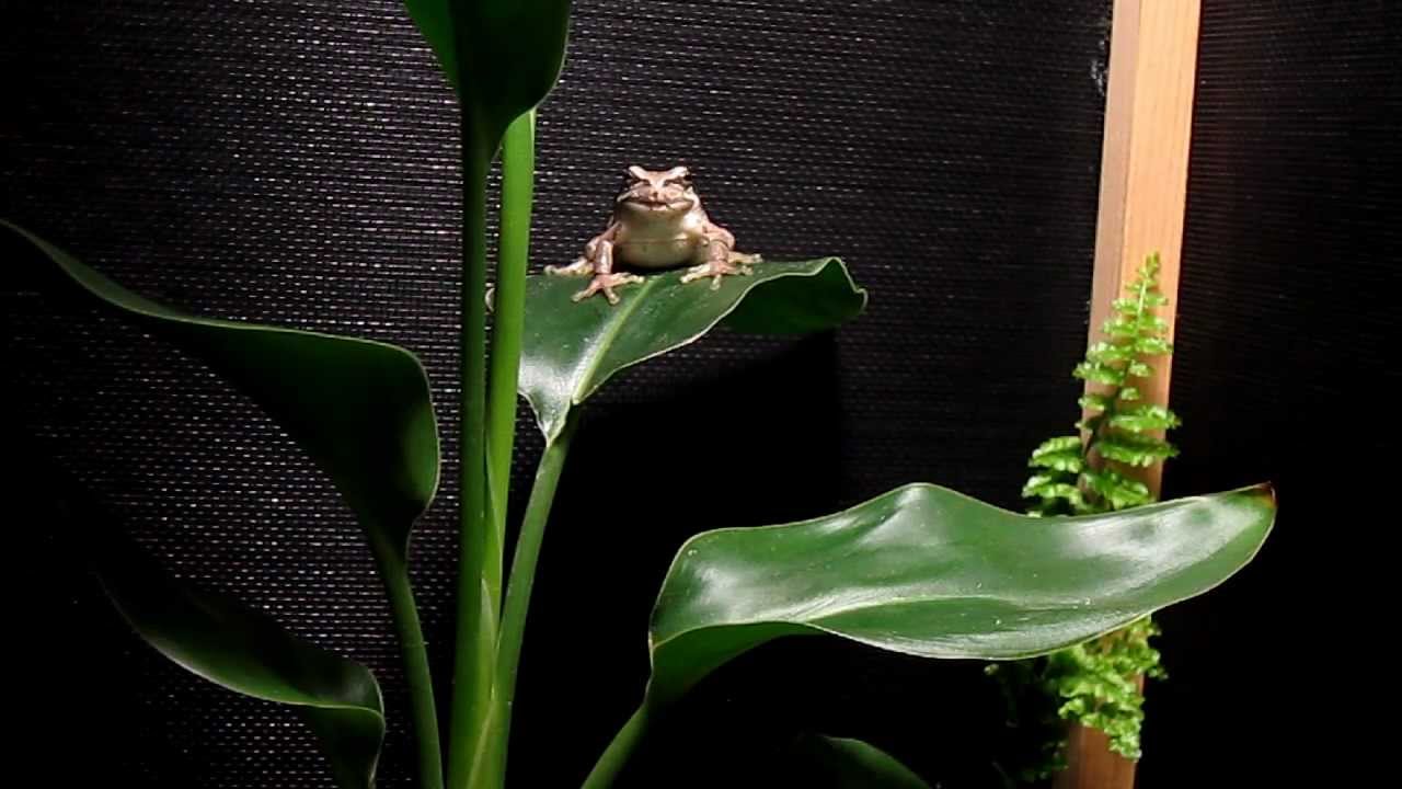 I Ve Eaten Up Marshmallow 自作ケージ