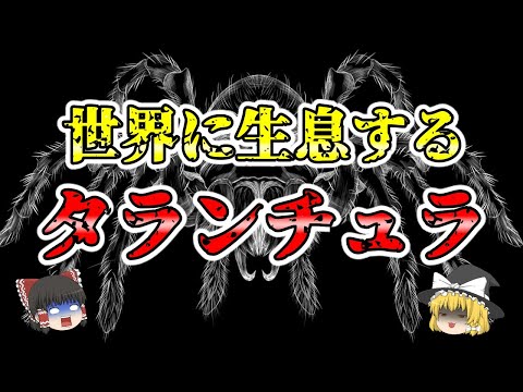 【ゆっくり解説】実は美しい世界に生息する『タランチュラ』を解説