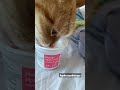 Залипаем на котика мимимишка #котики #мимими #котята #кот