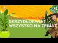 SKRZYDŁOKWIAT, TAJNIKI UPRAWY🪴, jak pielęgnować i do jakiej ziemi sadzić🔥