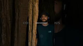 Warum Du Bäume Umarmen Solltest