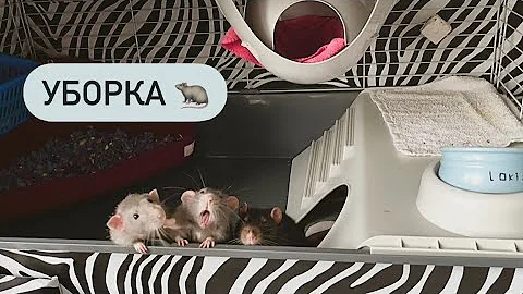 Уборка клетки моих крыс 🐀