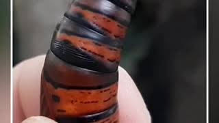 Que Biche É Esse? Casulo De Lagartaborboleta