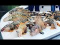 It’s open Hunting Season For Breeding iguanas! Florida iguana Removal!