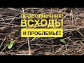 Подсолнечник! Всходы и проблемы!