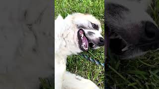 Video Of Adoptable Pet Named Elcie