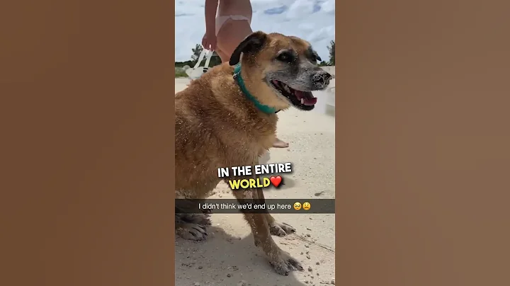 This blind and deaf dog is so sweet ❤️ #shorts