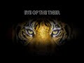Eye of The Tiger l Metaphors Explained & Poetic Reflection