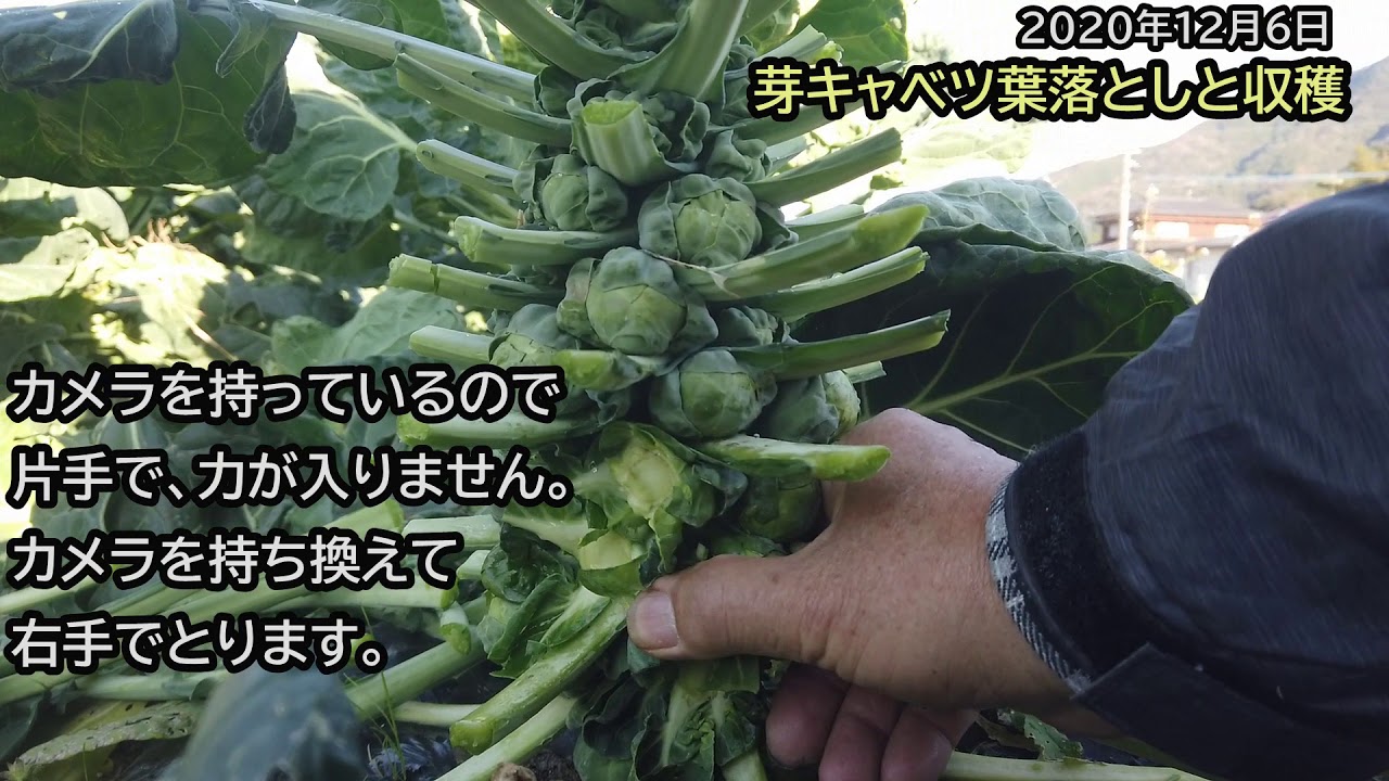 芽キャベツ 葉落としと初収穫 年12月6日 340 Youtube