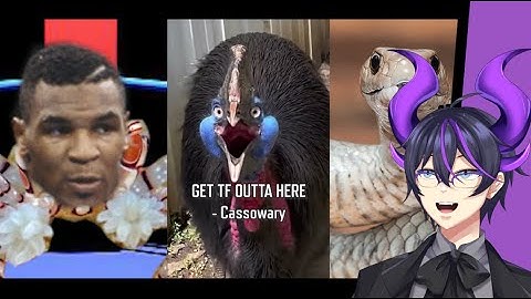 Deze dieren zijn bruut! | Kip reageert op meer Parz