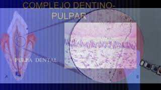 Organización estructural de la pulpa dental by Ricardo Rivas 211 views 3 years ago 1 minute, 37 seconds