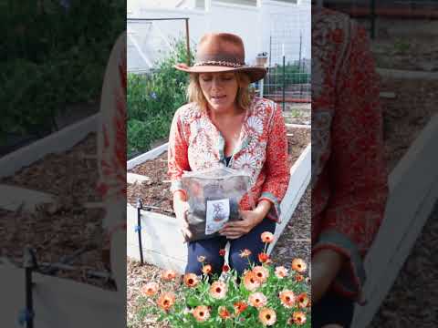 Βίντεο: Worm Casting Tea For Plants - Συμβουλές για την εφαρμογή Worm Casting Tea στους κήπους