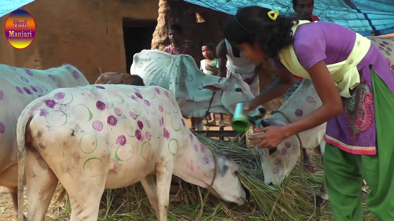 ओको बीरा बोयो उरी गाई  कोम गुपी  केन  /SOHARAI GANA 2018