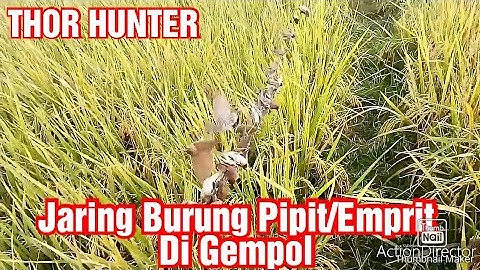 Jaring Burung Pipit/Emprit DI Gempol