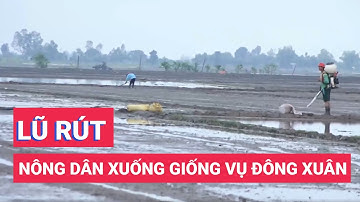 Lũ rút, nông dân tập trung xuống giống vụ đông xuân
