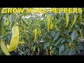 How To Refresh Old Pepper Plants And Grow More Peppers