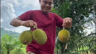 Panen Durian langsung dari kebun || jangan lihat endingnya 😂😂