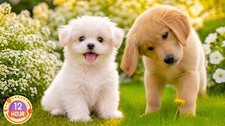 12 Hours of Calming Dog Music for Dogs Home Alone 🐕🦺 Anti-Anxiety Relief & Deep Relaxation for Pets