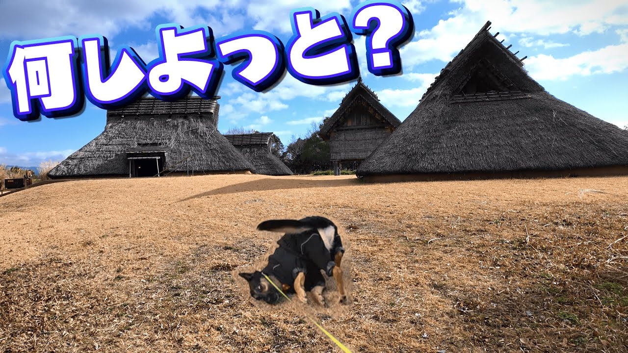 吉野ヶ里で弥生時代に行ったら、愛犬が何しよっと…笑？【ジャーマンシェパード】